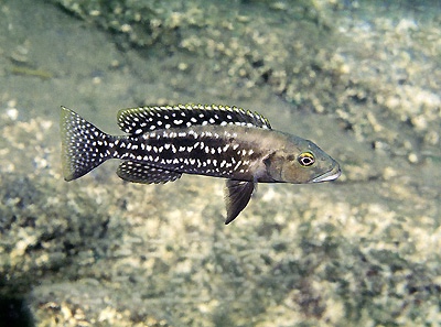 Lepidiolamprologus elongatus 'Kekese'